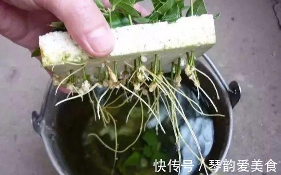 立秋后,建议扦插6种花,温度适宜“利于”生根,成活率高