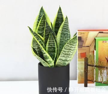 11、12月逛花市，2种花便宜也别买，回家养不活，白花钱