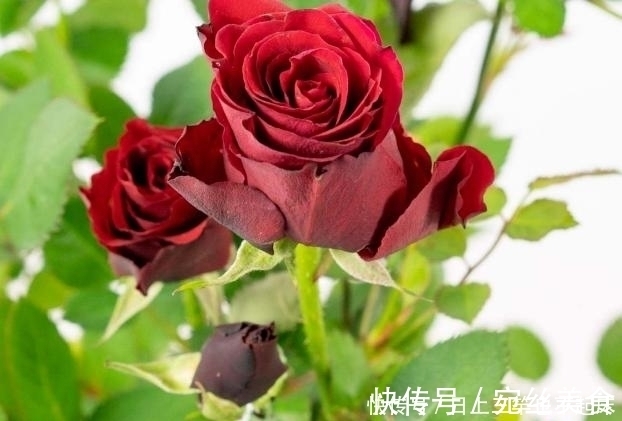 香烟|药片、黄豆养花全需下成本，不如用这2样灰，一分钱不花又实用