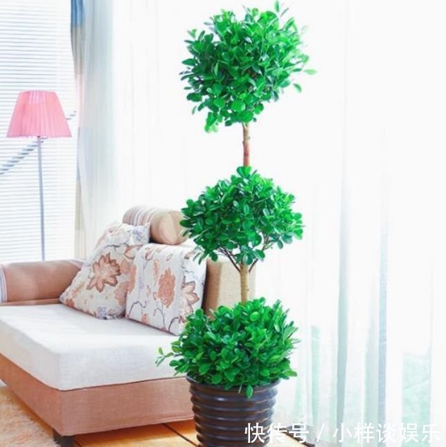 家里阳台必养此款花卉,耐寒易打理,美观又大气,花色艳丽