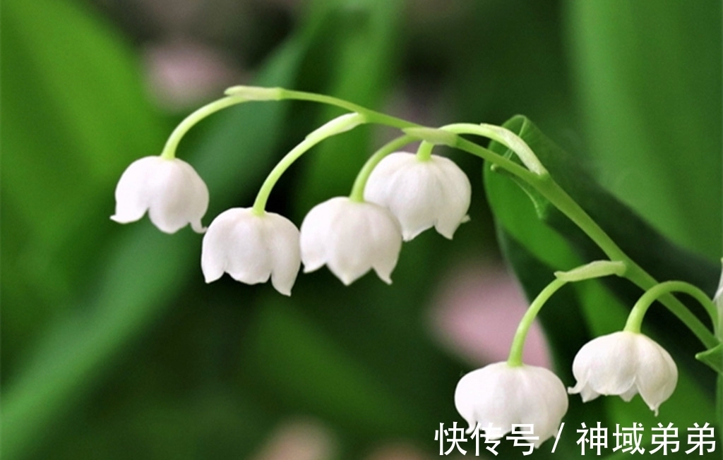 3种原本长在山间的野花,如今已成常见盆栽,有1种经常被误认