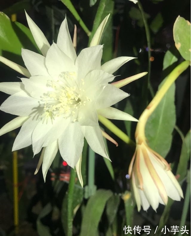 冬月大雪后,养什么花?以下3种花,寓意前程似锦红红火火