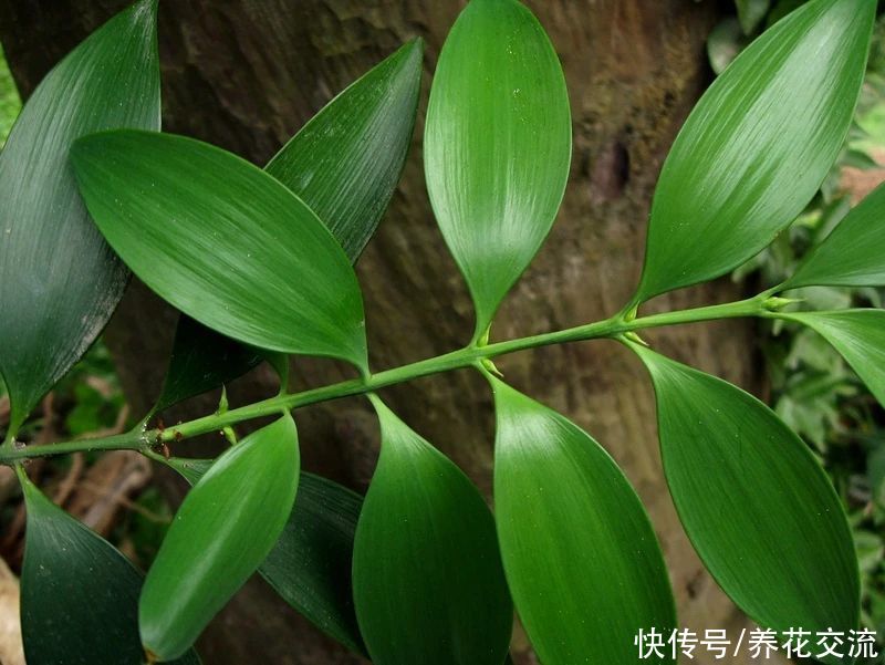 土壤|用播种的方法培育盆栽竹柏,幼苗极其耐阴,很适合养在室内