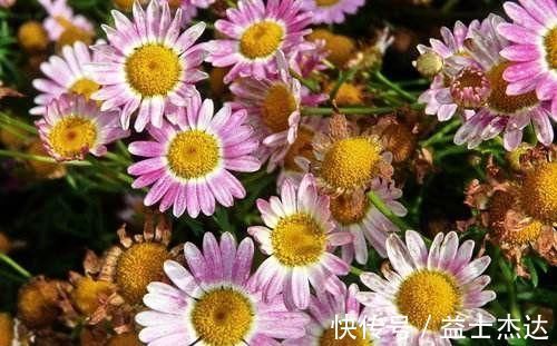 蟹爪兰|4款耐寒花,好养易活,开花早,花期几个月,漂亮又喜庆