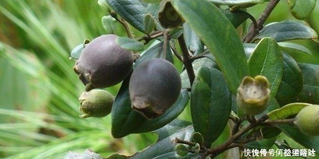 朝天椒|农村的一种野果,吃完后容易便秘,你小时候见过吗