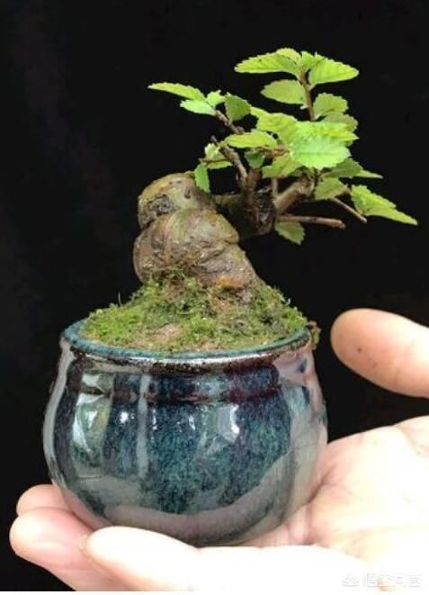 晒一晒你认为养得最好的盆栽，并说一说你是怎么养的？