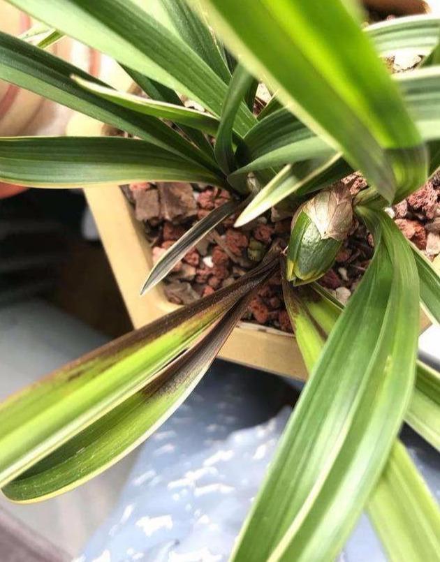 兰花遭遇肥害,新手不要怕,只需动个“小手术”,救治很简单