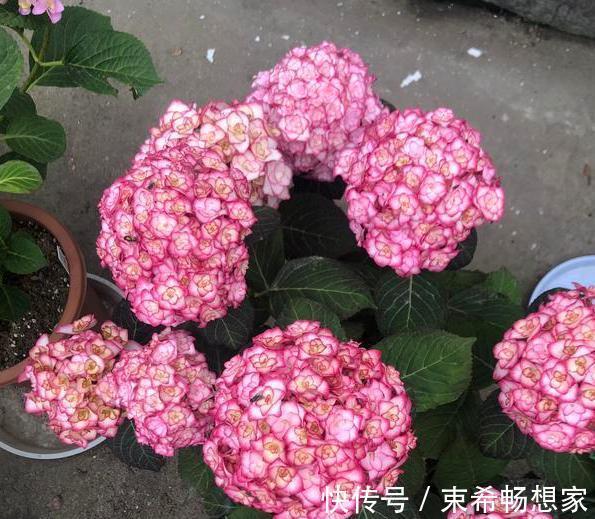 盆栽绣球花、茉莉花，植株开花少去厨房找它制肥料轻松搞定