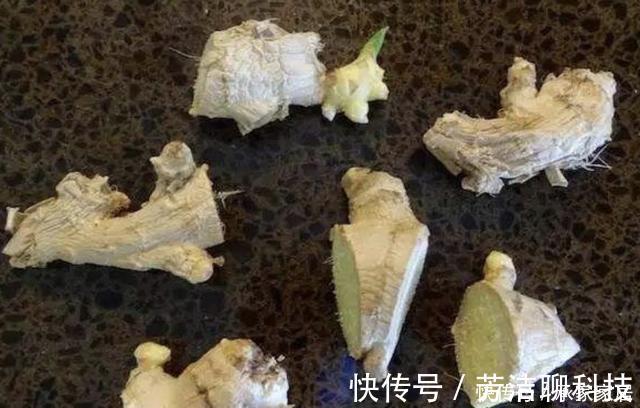 生姜|切2块“生姜”放盆里,15天后“冒小芽”,2个月成盆景,采挖一茬