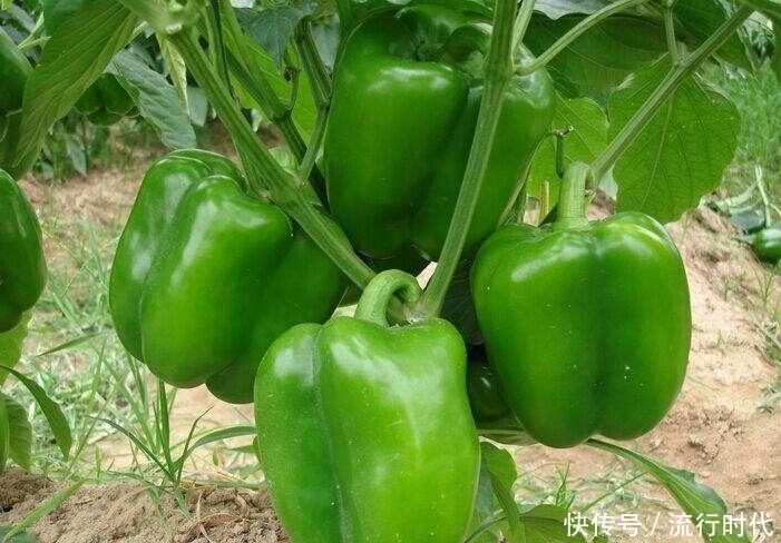 家常蔬菜之一,常吃能助消化、治便秘,防治坏血病