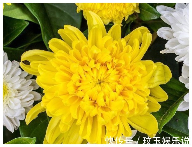 李时珍|李时珍:菊花加“一物”,每天坚持喝,不出半个月,肾脏可能强壮