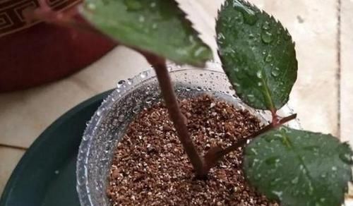 疏忽大意|新手养花盆栽土里就掺杂它,土壤不结块,花草不闷根、烂根