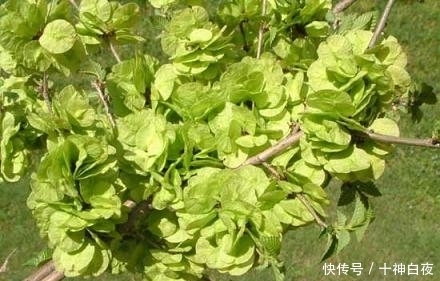 农村人对它视而不见,城里人却把它当成宝,有降火清心的功效