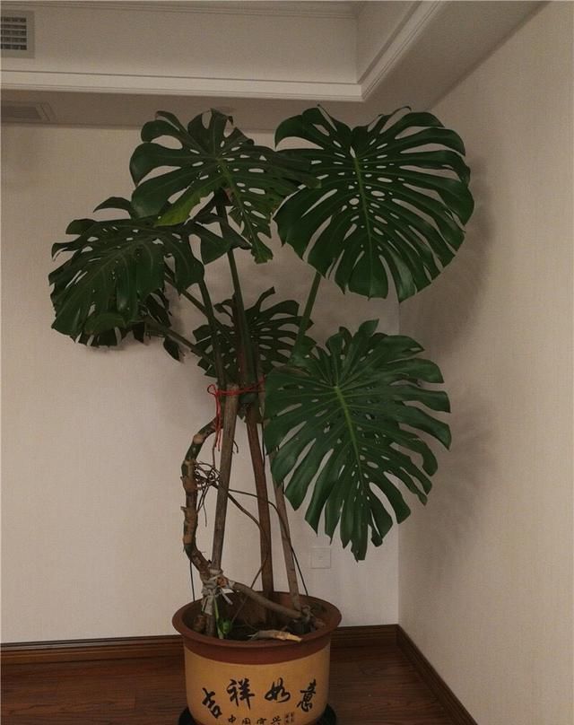 龟背竹叶片小、茎细怎么办简单1个方法,叶大油绿,窜到2米高