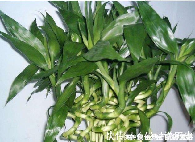 4种花自带财运，家里养一盆，招财纳福好运来，给点水就疯长！