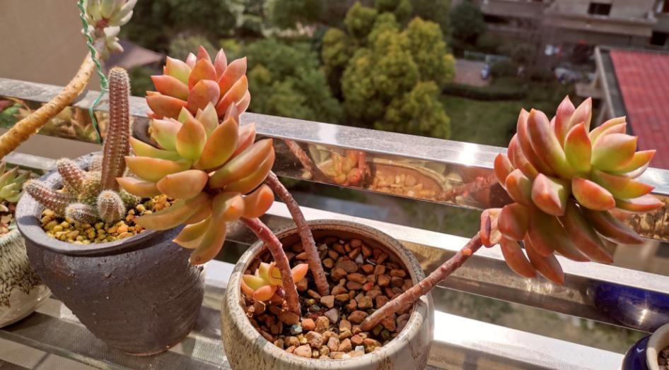 新入手多肉，上盆做好这4点，植株茎叶养得胖嘟嘟