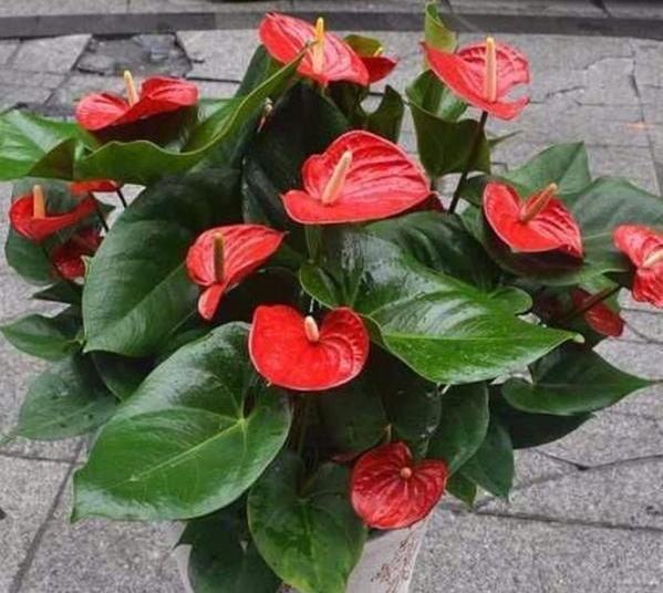 红掌盆栽叶黄花小怎么办掌握4招,植株状态好、叶绿花大色艳