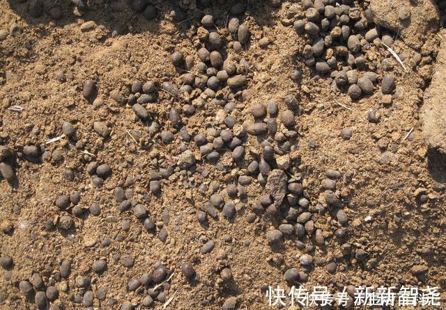 羊粪养花好？3个害处不知道，越养越心烦，还很容易养死