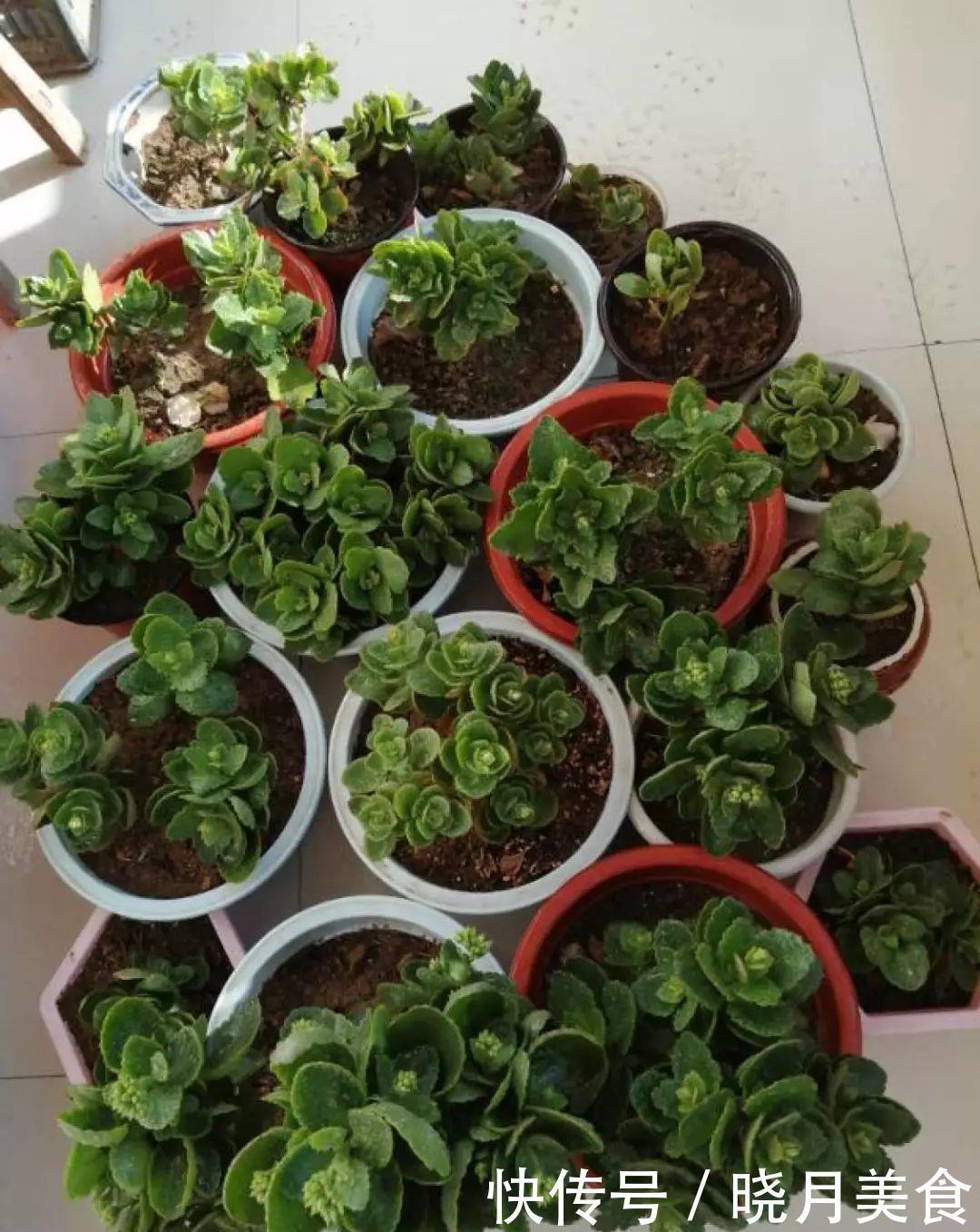 养花技巧:长寿开花不过瘾,学会1招,让它爆开1000朵