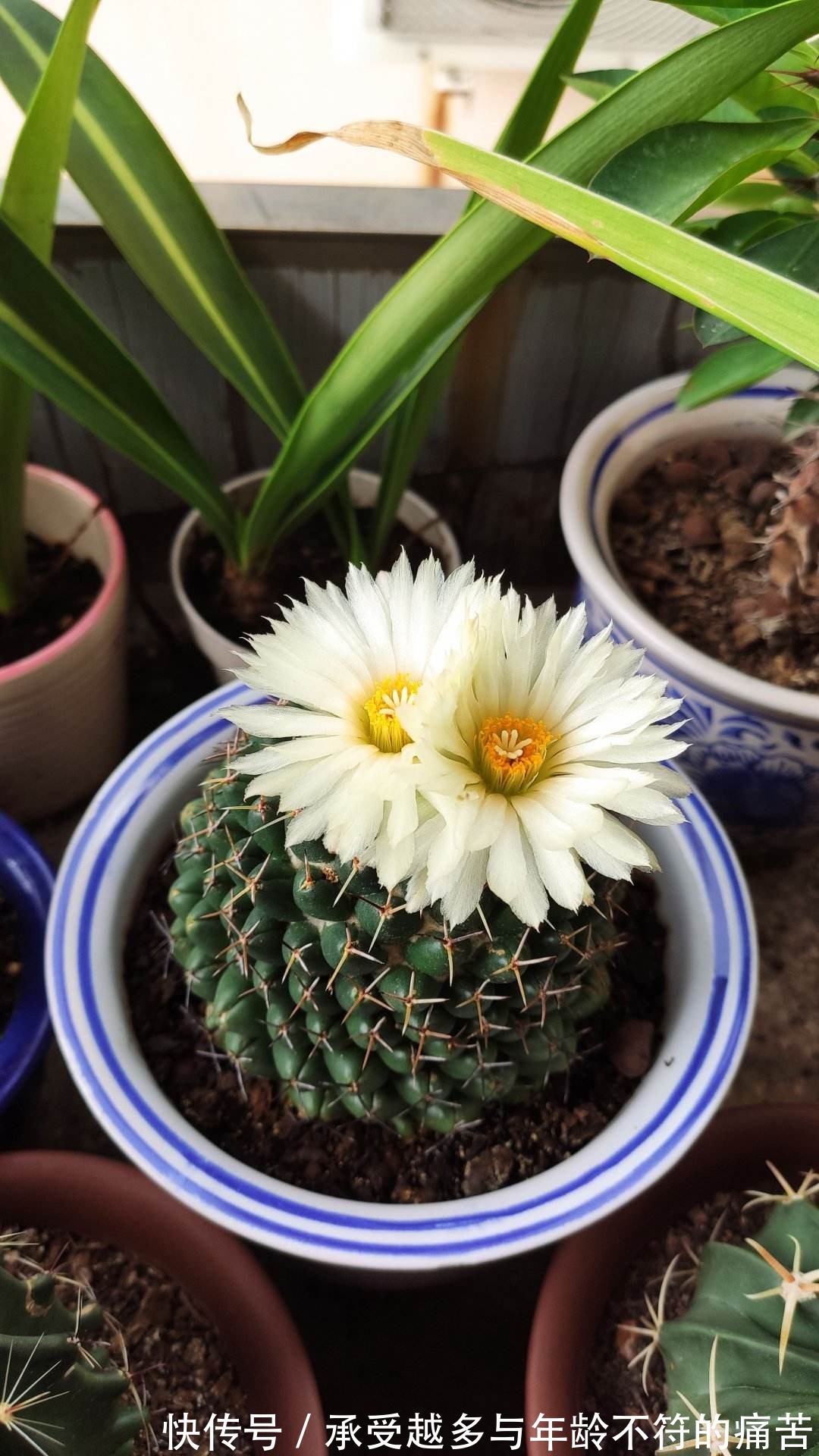 浇水别洒到叶子上，尤其是这6种，不然烂叶烂花芽