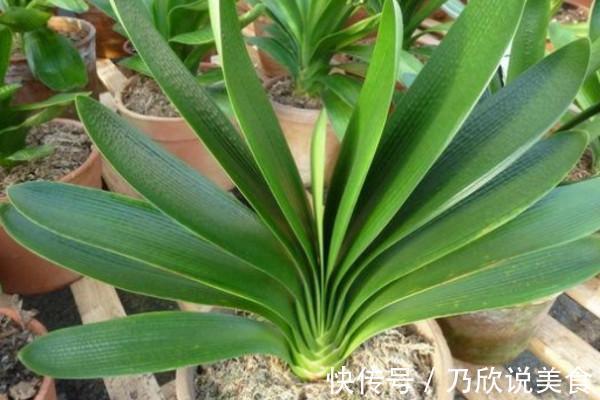 君子兰叶子发黄怎么办教你几招,让叶片重新焕发亮绿!