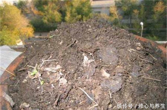 花盆土壤“硬如砖”,去公园捡“2宝贝”埋盆里,土壤松软白根壮!