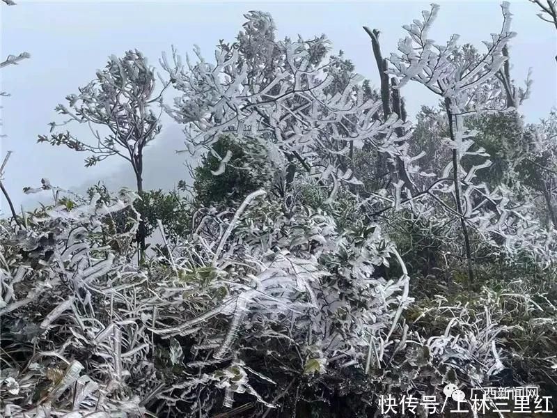 雾凇|是仙境吧！大明山出现绝美雾凇大片，美呆了