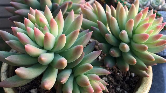 多肉萌新养这几种,不用打理就能活,省心省事颜值不低