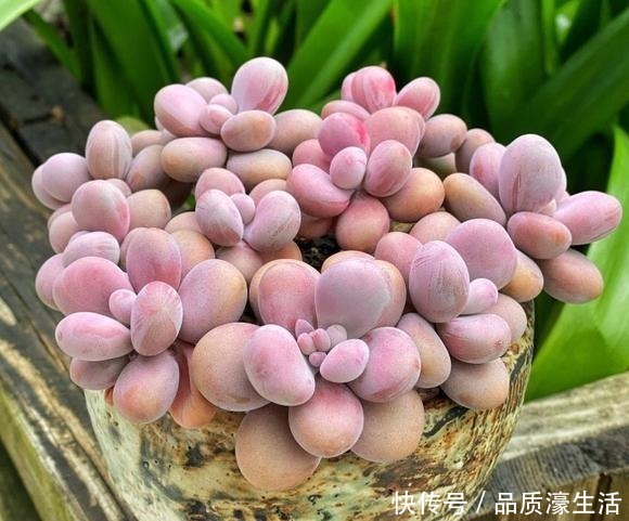 花盆|一棵桃蛋能否逆袭,往往看花友否无把握好这6点!