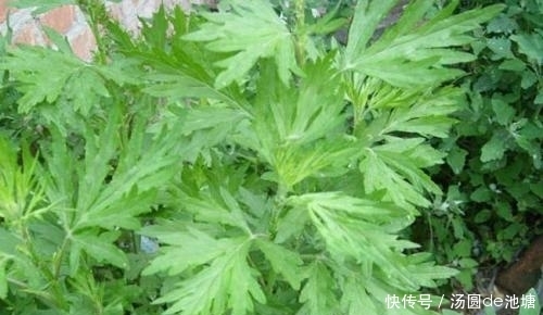 女人冬季养子宫,不妨常喝此汤,促进寒气排出,子宫更加温暖