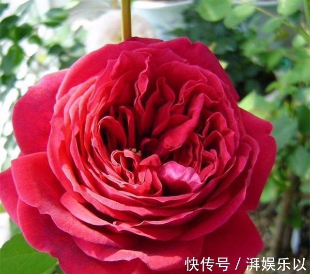 让人过目不忘的月季,花色娇艳鲜红,开花量壮观,香味浓烈