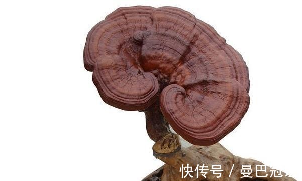 人参|六大经典抗衰老中药材,你吃过几种?搭配一运动或能帮你延缓衰老