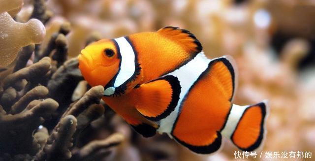 养鱼|粉丝男女比例失衡,为啥爱养鱼的居多为男性?女人讨厌观赏鱼吗?