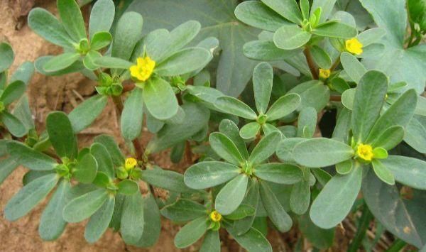 马齿苋|马齿苋不愧是“神仙草”,配上一宝,白发变黑发,用过的人都说好