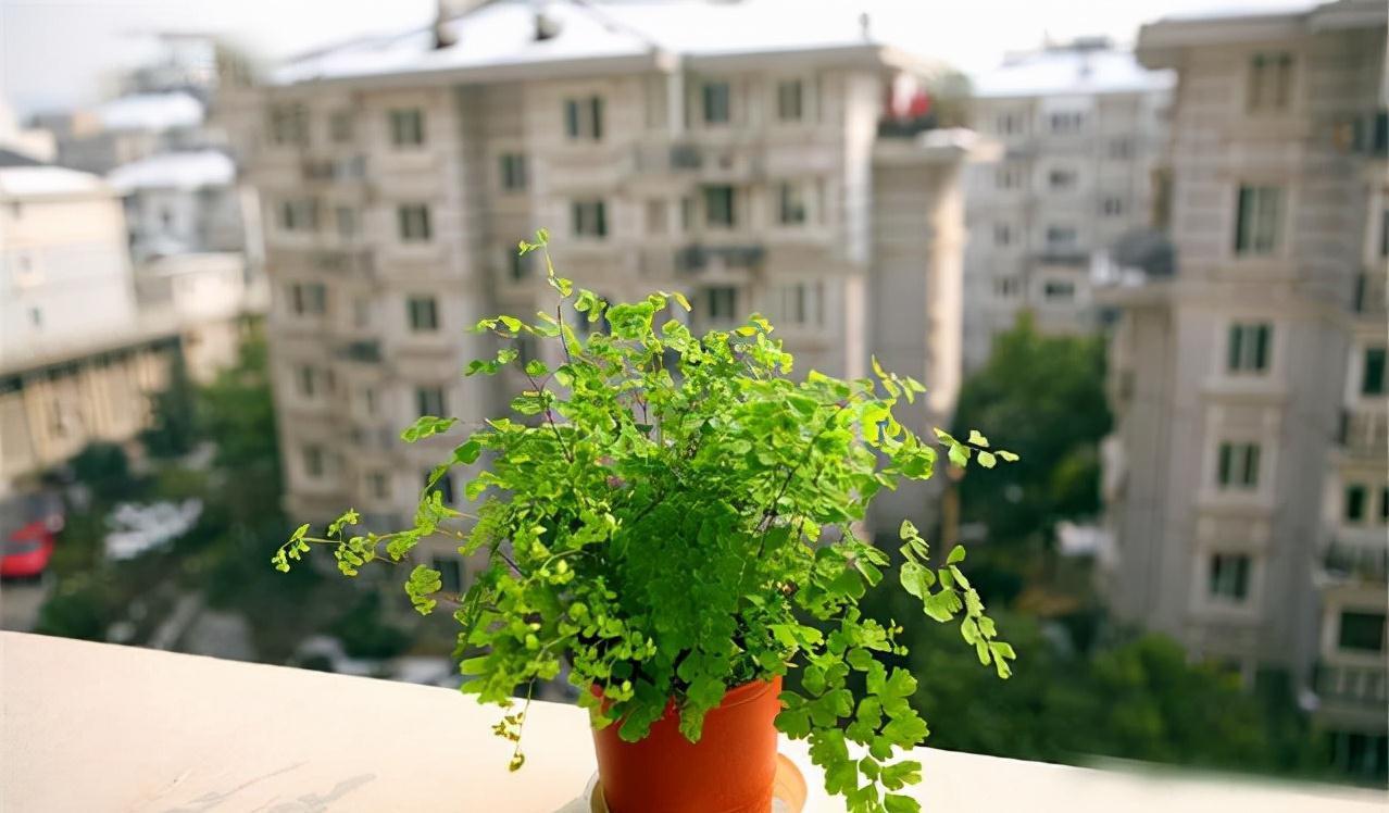 5种必养之花,远离甲醛保持健康,养100盆都不嫌多