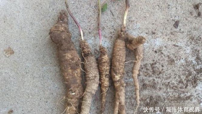 山胡萝卜|此为“山海螺”,若长在你家乡,请少挖些,答应我,因为太珍贵了