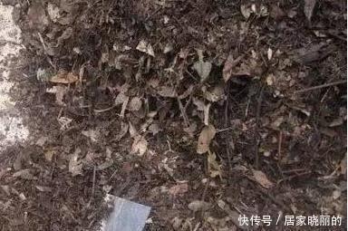 中药|君子兰用这个土来养，根系肥壮，叶子又厚又亮，花开的越来越多