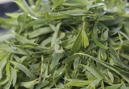 凉拌柳芽|它是''天然阿司匹林'',清血管、延寿命,现在吃最鲜,错过会后悔