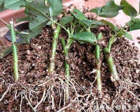 花卉|“树皮”放盆里兑水,变成“营养液”,给花卉浇1勺,冒白根