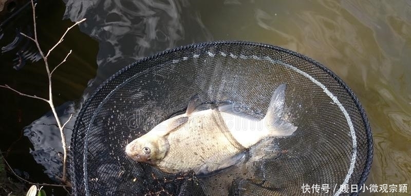 20多年钓鱼经验告诉我，子线的长短，对渔获也有很大的影响