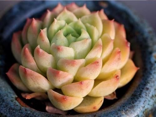 能养出果冻色更好，没状态也不丑的多肉酸橙辣椒，颜色清脆很清新