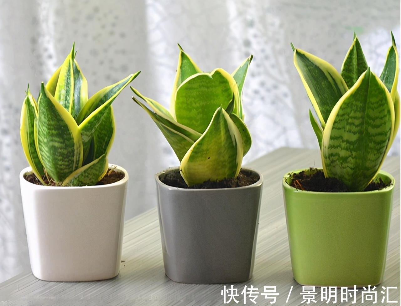 发财树|适合养在小盆里的3种花,用小盆,好养更健壮,别忽视