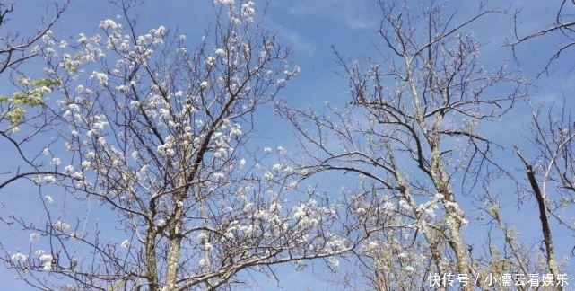 大唐|阳春三月,春回大地,三月赏花好去处