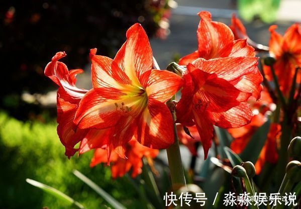 朱顶红|此几款花朵花期长，花朵美，开花绚丽多姿不像话，一年开花365天