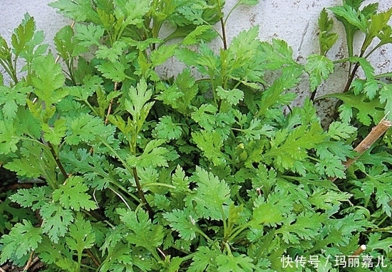 急慢性盆腔炎|老人在农村采摘的野菜，降血压，清肝明目，每天吃一点健康常伴