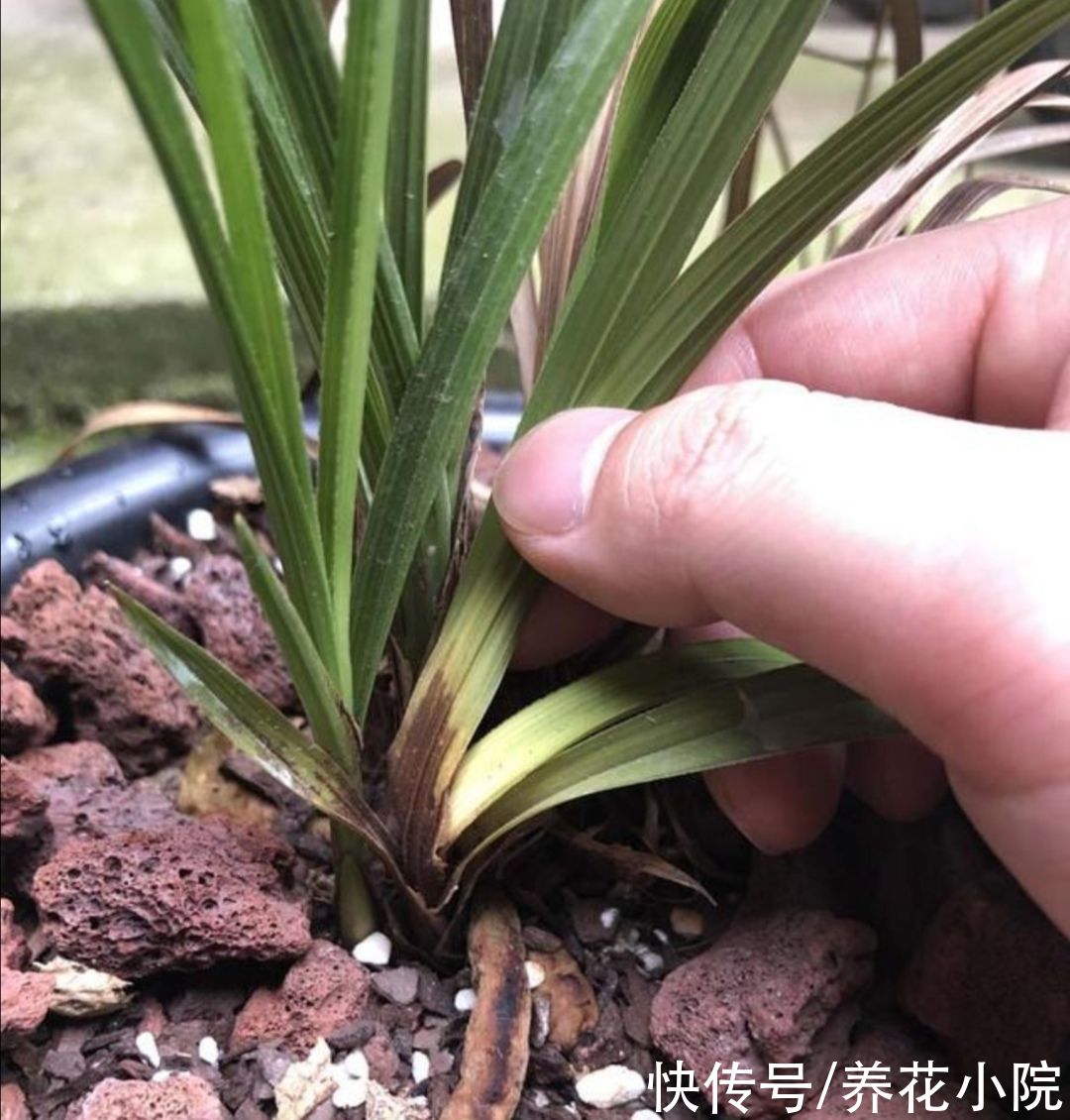 施肥|夏天太热，家中养兰花有“4不做”，现在知道还不晚