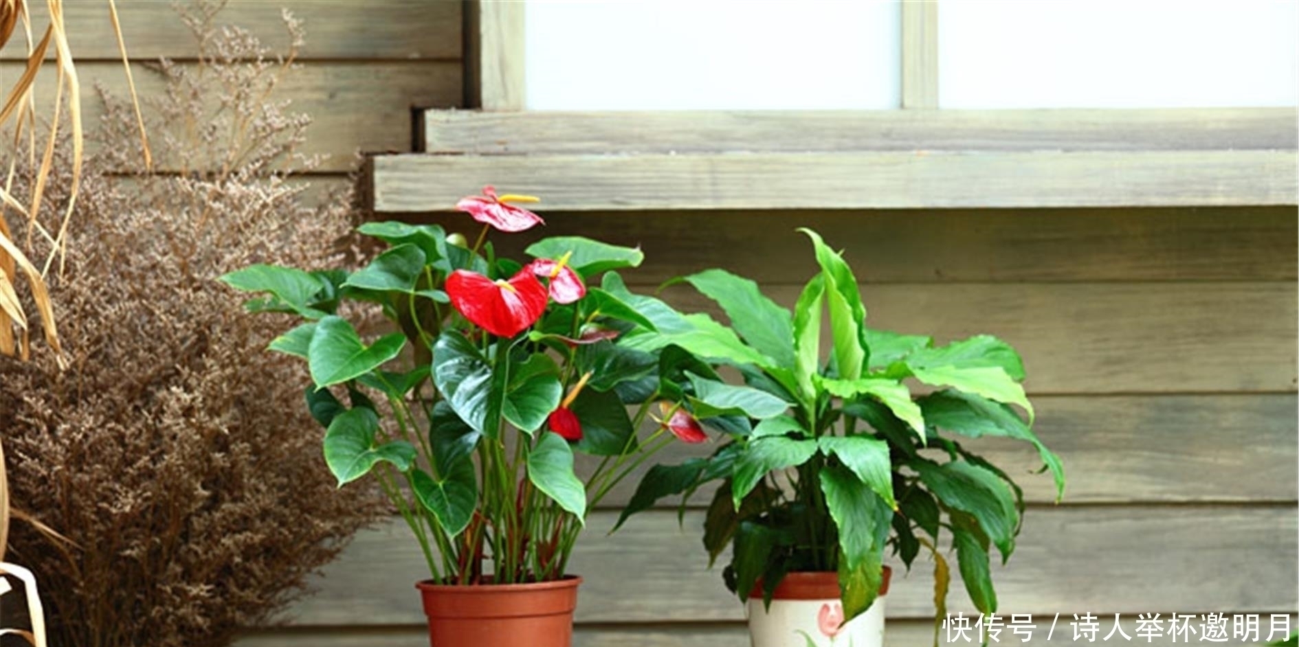 残花|养花有这5个习惯,能让家里变得更加干净整洁,还能身心愉悦