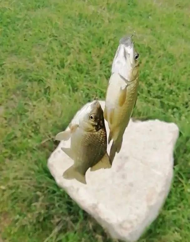 用小钩细线总是“缠子线”教你几招实用的,保证不打结不缠线