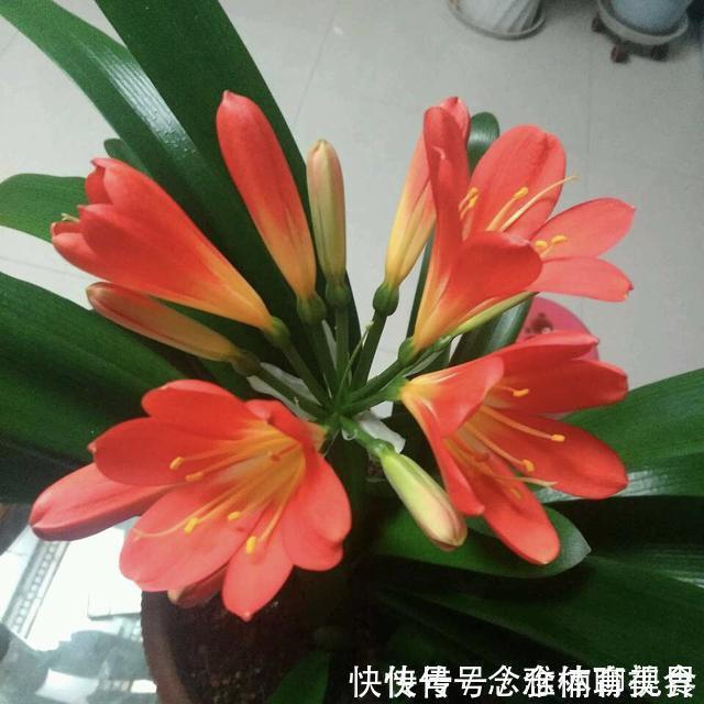 花生壳|无论养什么花，加3种“东西”，啥花都疯长，根粗叶绿，开花多