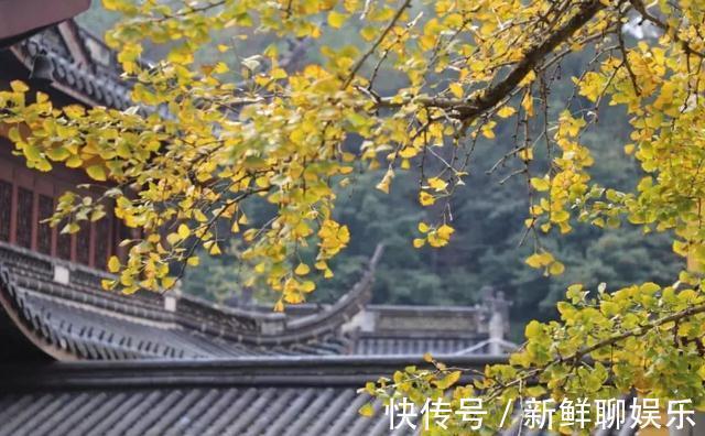 浙江|浙江有一宝藏古村，依山傍水景色超美，因银杏谷跟夫妻樟而闻名